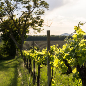 perugia-provincia-vigneto-vino