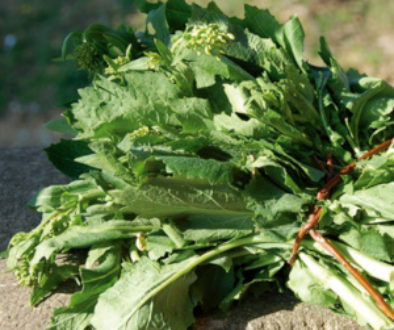 broccoletti del trasimeno1