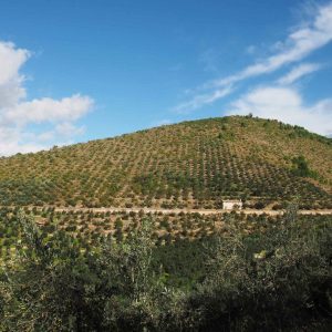 LA FASCIA OLIVATA ASSISI – SPOLETO DIVENTA PATRIMONIO AGRICOLO DI RILEVANZA MONDIALE DELLA FAO