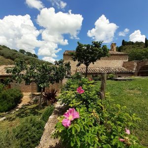 bosco san francesco 2