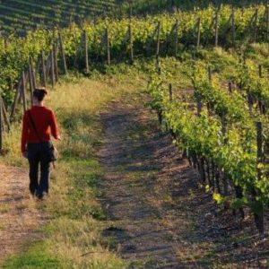 strade vini strade vini