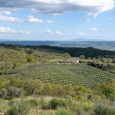 FICULLE (TR) – SOC. AGRICOLA MONTENIBBIO
