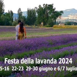 Festa della lavanda