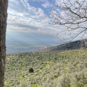 Sabato 12 aprile 2025 il secondo appuntamento a Trevi (PG) per una passeggiata tra oliveti, eremi e castelli della Fascia Olivata Assisi – Spoleto con visita e degustazione di olio e.v.o. al Frantoio Gaudenzi