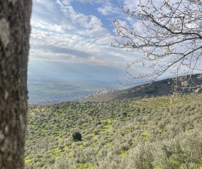 Sabato 12 aprile 2025 il secondo appuntamento a Trevi (PG) per una passeggiata tra oliveti, eremi e castelli della Fascia Olivata Assisi – Spoleto con visita e degustazione di olio e.v.o. al Frantoio Gaudenzi
