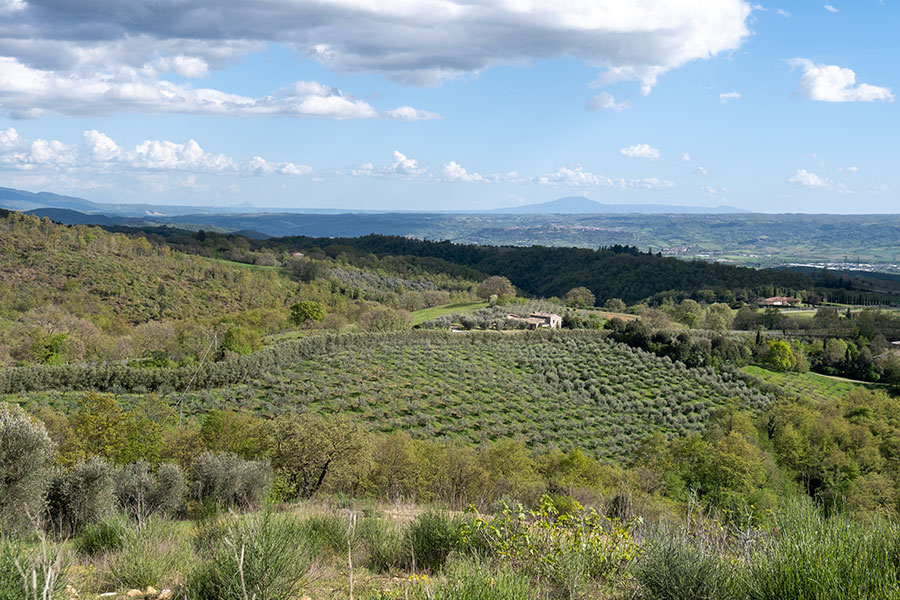 FICULLE (TR) – SOC. AGRICOLA MONTENIBBIO