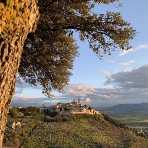 Anteprima Olio Dop Umbria 2026