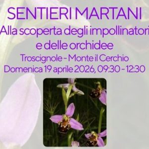 Locandina - Impollinatori e orchidee - 1