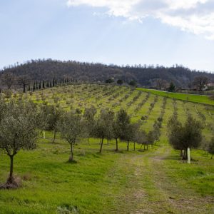 Azienda Agricola Silvano Di Murro