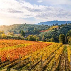 enologica-montefalco-1